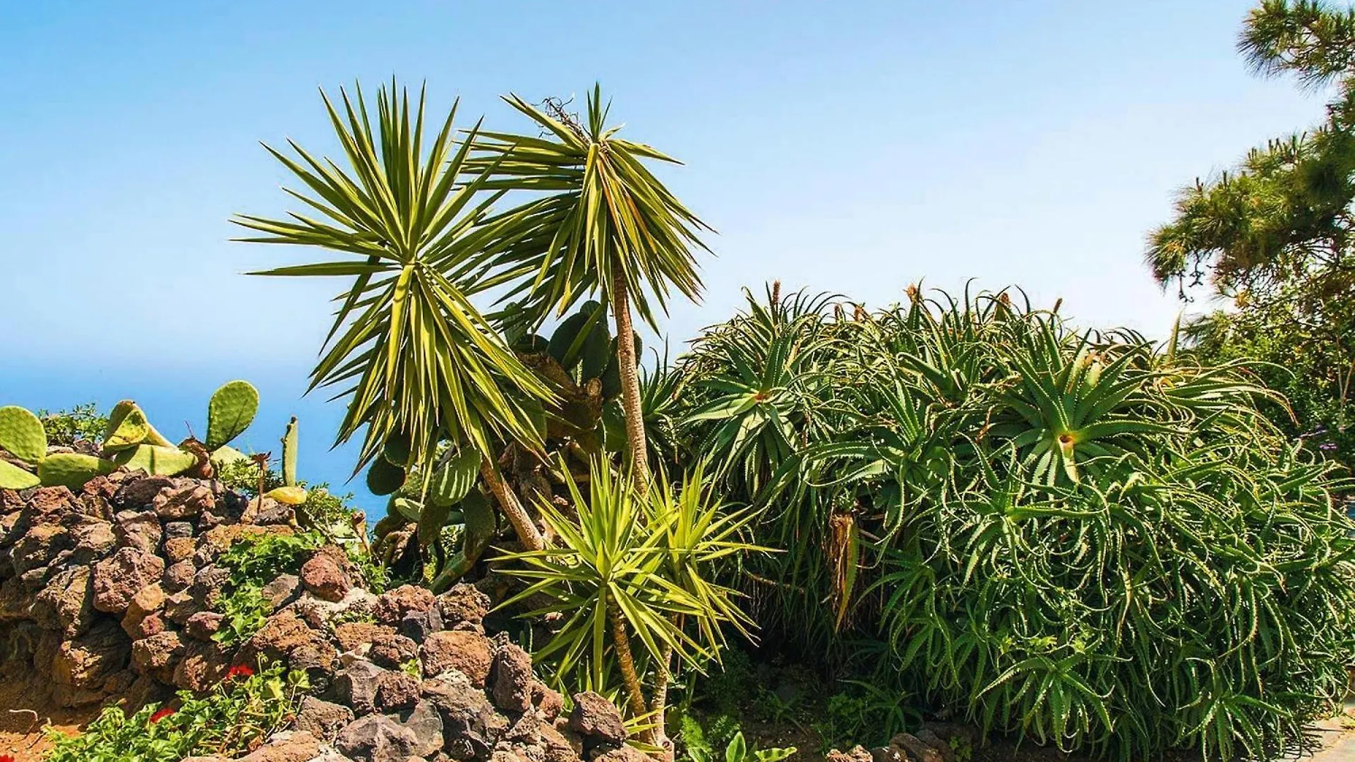 Finca La Hoya El Tanque Las Cruces  西班牙